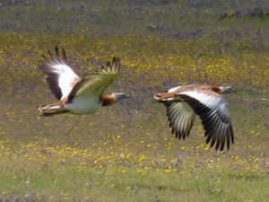 Great Bustards flying - Otis tarda © John Muddeman